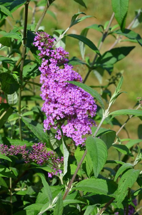 Buddleja davidii 'Pink Delight'